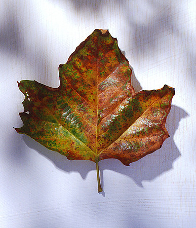 MAPLE LEAF